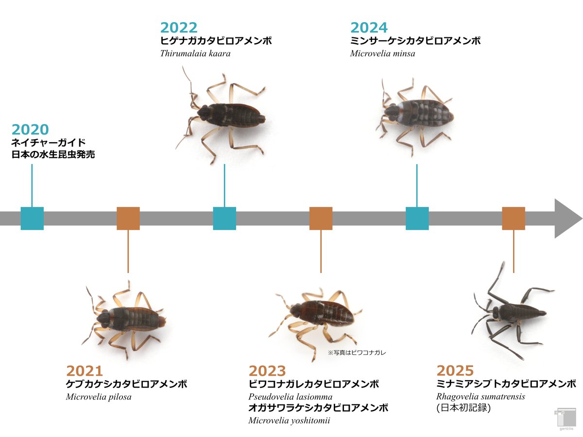 味を占めたので、2020年のネイチャーガイド日本の水生昆虫発売以降、国産のカタビロアメンボ科に加わった面々を年表みたいにしてみました。（もう今何がどうなってるのかわからん！という方も多いと思うので。）
5種が記載され、先日新たに1種が日本初として記録されました。