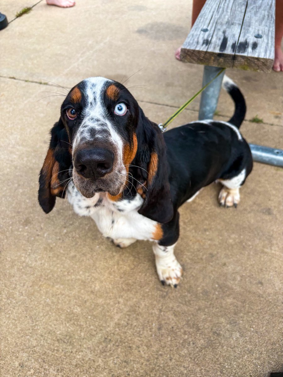 NoahSabich's tweet photo. Creek life and creek dog - Rupert the Bassett #OzarkNationalScenicRiverways #Missouri #Springwater #EchoBluff https://t.co/tViygUu5cR