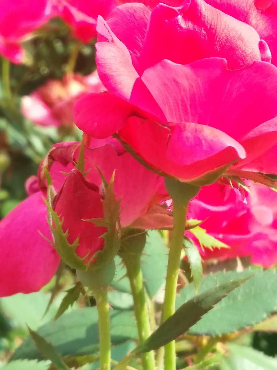 Diane_Dee's tweet photo. Good morning/afternoon/evening.
βοΈβπ΅π
#KnockOutRoses β₯οΈ #roses #flowers #blooms #spiritual #peaceful #photos
ππΉπ
#HappyNewMonth
#HappyAugust https://t.co/uUQ9LBSnWA