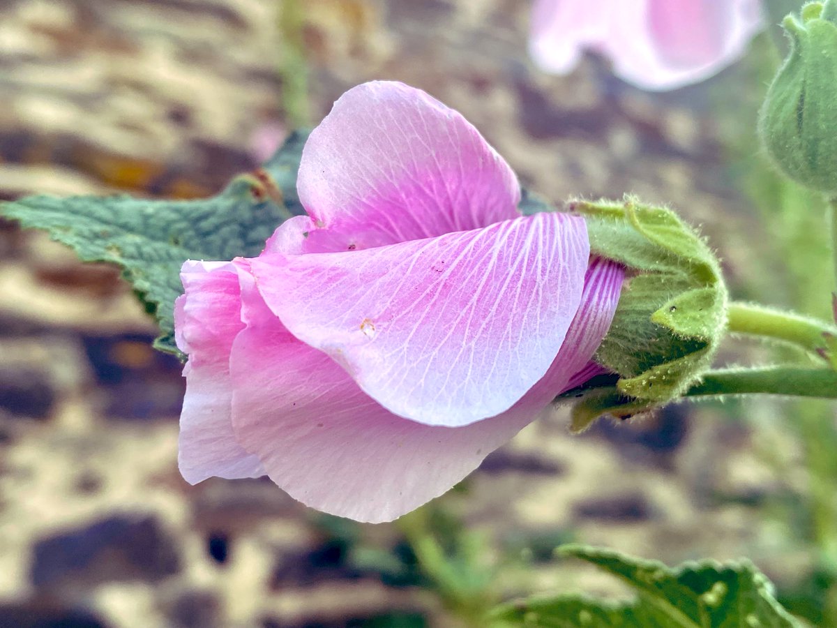 _Parsley_Sage_'s tweet photo. Delicacy, before blossoming

#Friday 1 #August
#DailyPictureTheme #FavouritePictureFromJuly
#NatureBeauty #photography 
#FlowersOnFriday #Hollyhock https://t.co/fnVRSm5h9s