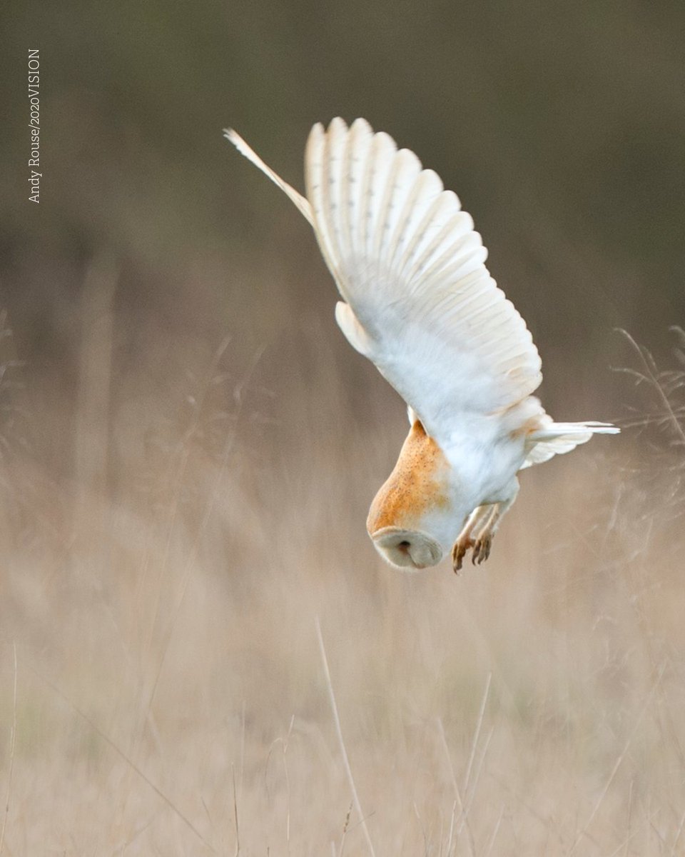Diving into the weekend like...

😍 Happy Friday and happy 1st of August!

Check out our events page to see what's going on this month: rwtwales.org/events

#events #wildlife #midwales #powys #summer