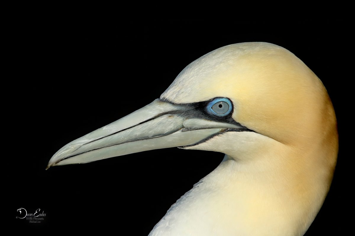 Gannets 
<a href="/Bempton_Cliffs/">RSPB Bempton Cliffs</a> <a href="/Natures_Voice/">RSPB</a> <a href="/britishbirds/">British Birds</a> <a href="/Birdseyetrade/">Birds Eye Convenience</a> <a href="/NWF/">National Wildlife Federation</a> <a href="/WildlifeTrusts/">The Wildlife Trusts</a> <a href="/yorkshirebirds/">Yorkshire Birds</a> <a href="/SLArchive/">South Lincs Archive</a> <a href="/AMAZlNGNATURE/">Nature is Amazing ☘️</a> <a href="/Defenders/">Defenders of Wildlife</a> 
BirdMad.com