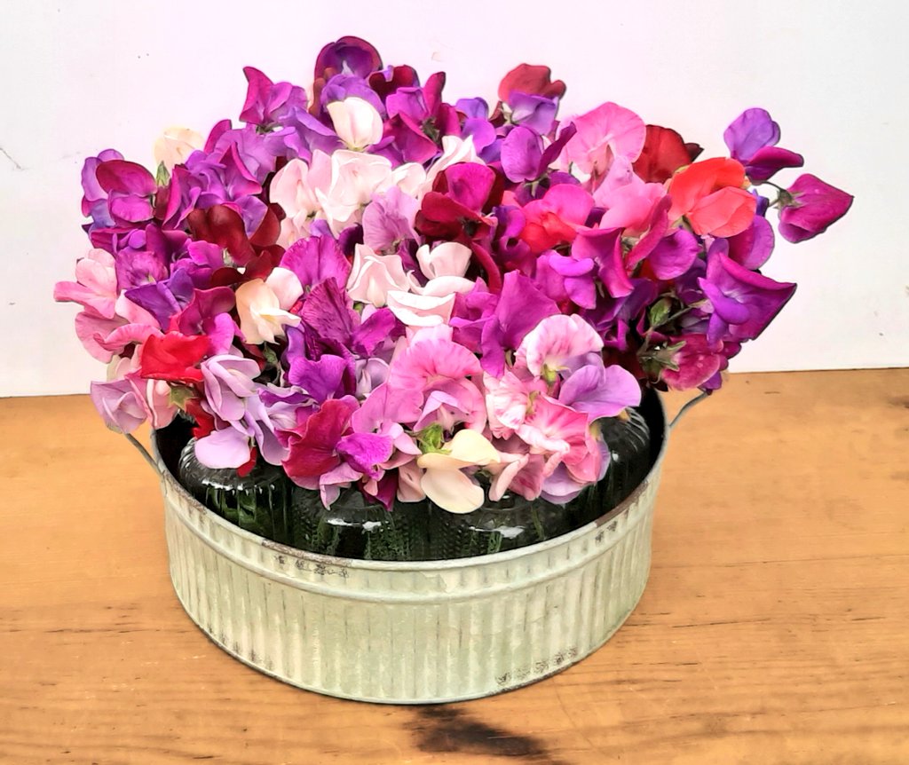Enjoying a fragrant flower fix with these highly aromatic Sweet Peas. Its been a bumper year and I have been picking bunches every three days. They are the perfect dreamy flower of Summertime and I absolutely adore them!

#sweetpea  #Friday #Flower #fix #homegrown #cutflower