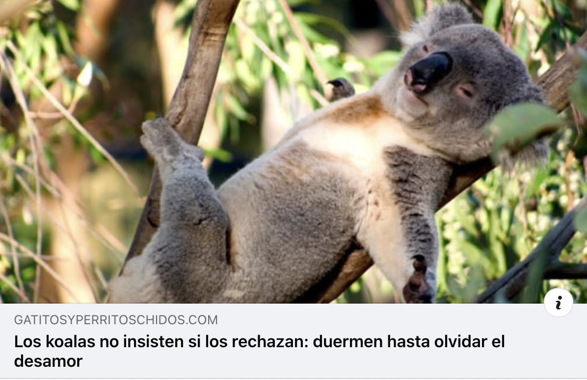 GYPCHIDOS's tweet image. Si soy 😢💔 gatitosyperritoschidos.com/2025/08/los-ko…