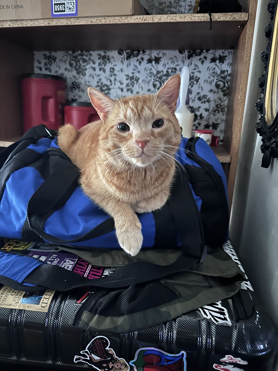 Anything helps, please share.

Leo is 4.5 years old will be 5 in October and most cats with this condition don’t make it past 2 years.

freeanimaldoctor.org/campaigns/leo-…