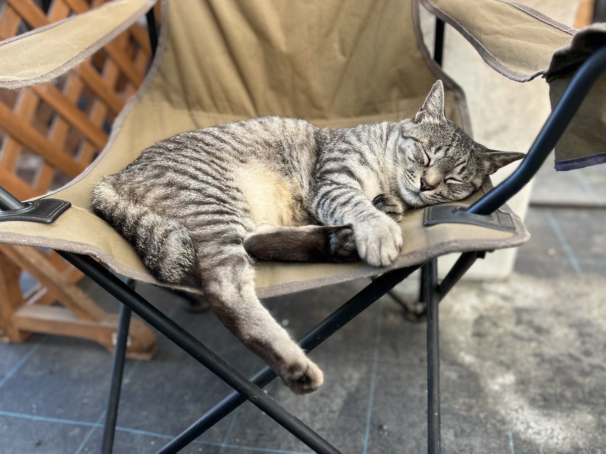 キジトラ・コタローのウキウキDAYS!! (@DAYS31612434) / Posts / X