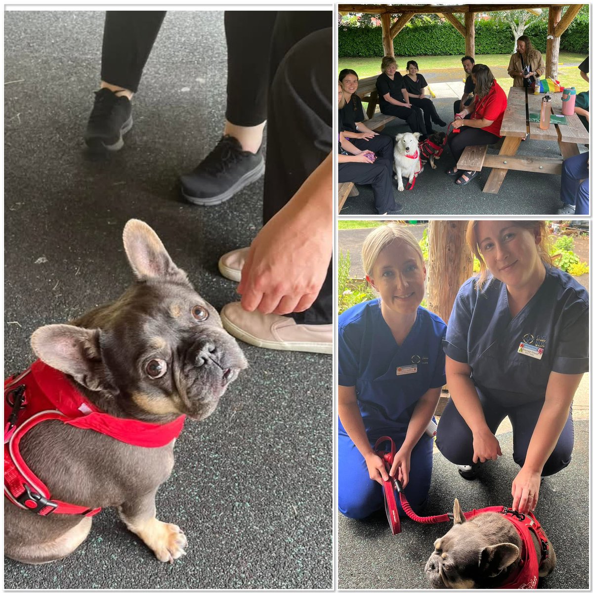 Cŵn Cymorth Cariad / Cariad Pet Therapy (@cariadpet) on Twitter photo Parker and Alfi visited Velindre Cancer Center Cardiff where the staff were queing up to meet the dogs 🐾❤️ #staffwellbeing <a href="/Velindre/">Velindre Cancer Charity</a> Parker and Alfi visited Velindre Cancer Center Cardiff where the staff were queing up to meet the dogs 🐾❤️ #staffwellbeing <a href="/Velindre/">Velindre Cancer Charity</a>