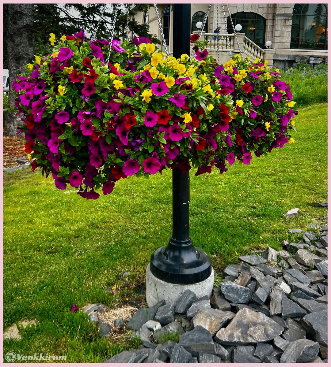 venkkiram's tweet photo. Happy Friday and happy #FlowersOnFriday 🌹🪻🌸🌻 #FlowersOnX #FlowersOnFriday 

Mine,  

Suspended in grace, two little gardens greet the weekend.

#venkkiclicks #FloralVibes #WeekendMood #HangingFlowers #PetalsAndPeace #FlowerPower #JoyInBloom #BotanicalBeauty #PlantTherapy #CanadianBlooms #SimpleJoys
