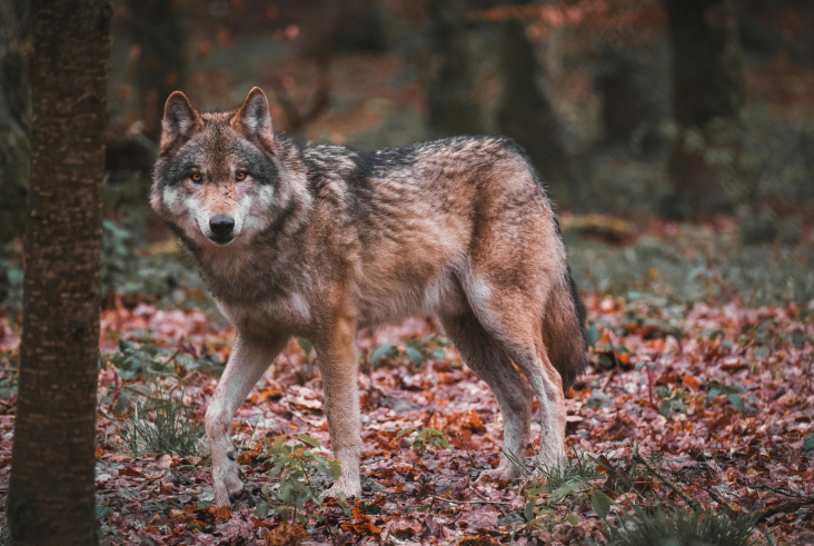 LAV_Italia's tweet photo. Non si fermano gli attacchi alla fauna selvatica. In Commissione Agricoltura @Senato il DDL Montagne avanza senza rallentamenti. Emendamenti Bruzzone approvati in seconda lettura inseriscono un via libera alla caccia al lupo e a uccisioni di uccelli migratori nei valichi alpini. https://t.co/FggAnDhHOO