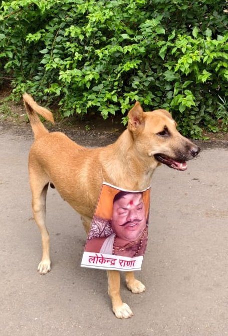 पहले वाला डोगेश कितनी कातिल हंसी हंस रहा है
और दूसरा वाला मंद मंद मुस्का रहा है😂😂