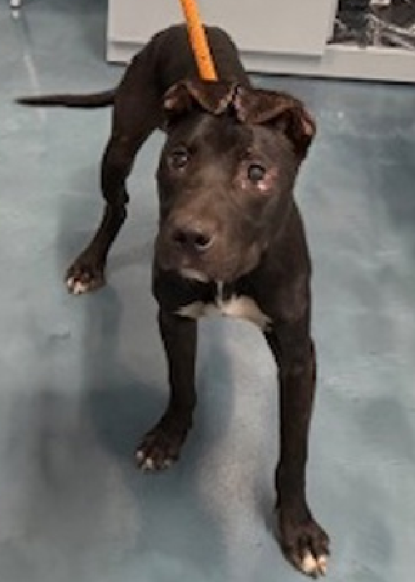 #DOGustDay 
Picaso 
New intake #NYCACC 
nycacc.app/#/browse/233227 
#AdoptMe 

This #PuppyLove is only 10mos 
Shy &amp; scared, oh no💔
He needs a champion to take him under their wing 
To play, train offer, security &amp; give him a wonderous life 
#BlackDogAwareness
#ShattertheMyth