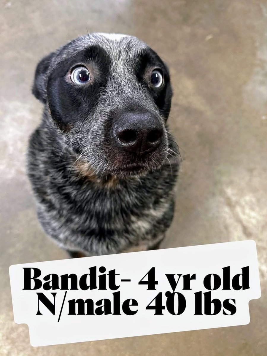 Ash Pro (@ash_pro1) on Twitter photo #Fairfield #Illinois
Poor baby boy Bandit💝💝 saw 😳 something he can’t unsee & needs a new loving home 🏡.
Male, 4 years old, 40 lbs, neutered
Wayne County Humane Society Of Illinois
518 SE 4th St
Fairfield, IL 62837
(618) 847-4012
waynecountyhumanesociety91@gmail.com #Fairfield #Illinois
Poor baby boy Bandit💝💝 saw 😳 something he can’t unsee & needs a new loving home 🏡.
Male, 4 years old, 40 lbs, neutered
Wayne County Humane Society Of Illinois
518 SE 4th St
Fairfield, IL 62837
(618) 847-4012
waynecountyhumanesociety91@gmail.com