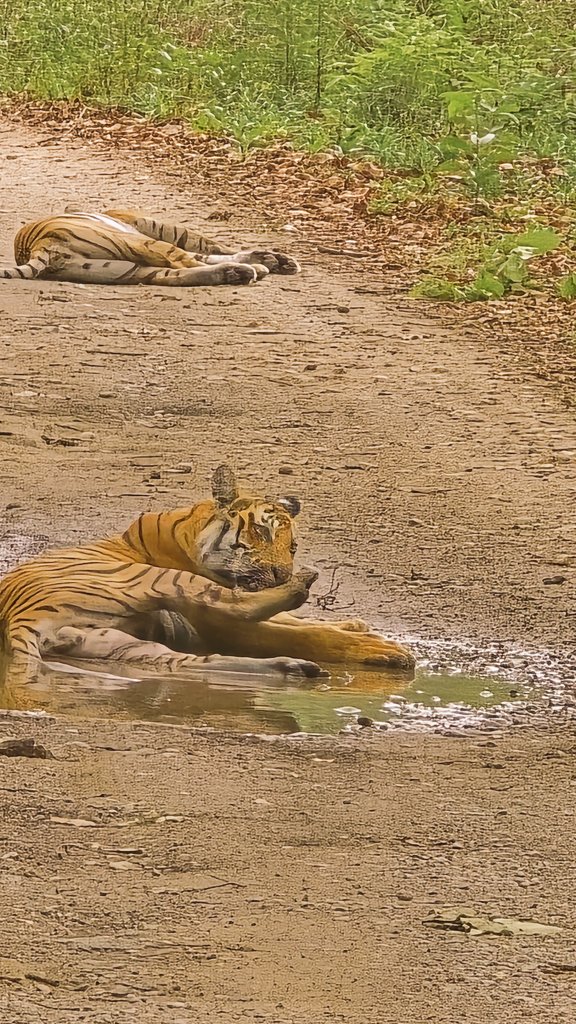 surenmehra's tweet image. When, there are no humans in jungle ..🐅
#wildlife
#Basics
#Life4Life