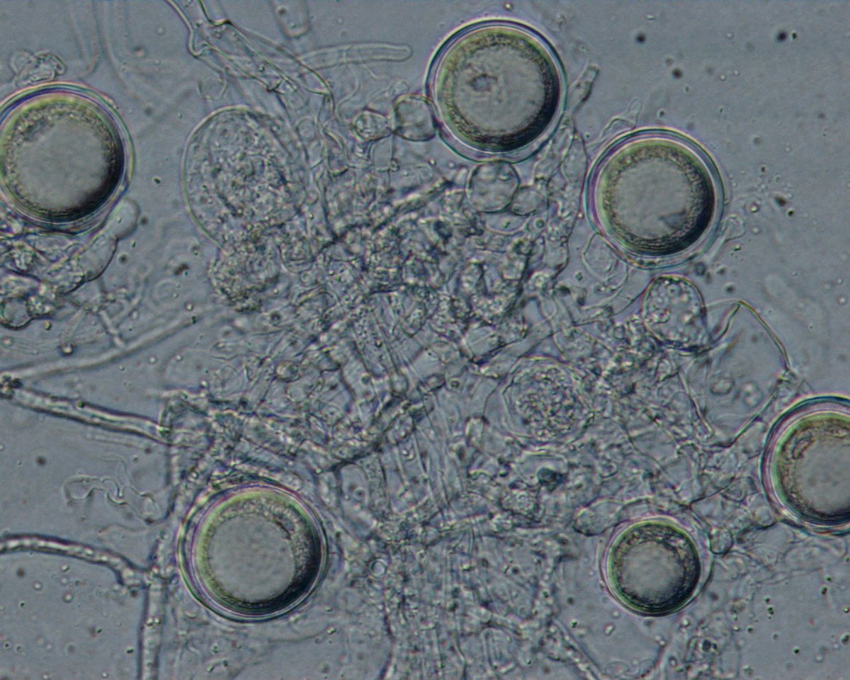 New paper just out reporting 14 new records of Phytophthora species for Minnesota doi.org/10.1080/070606…