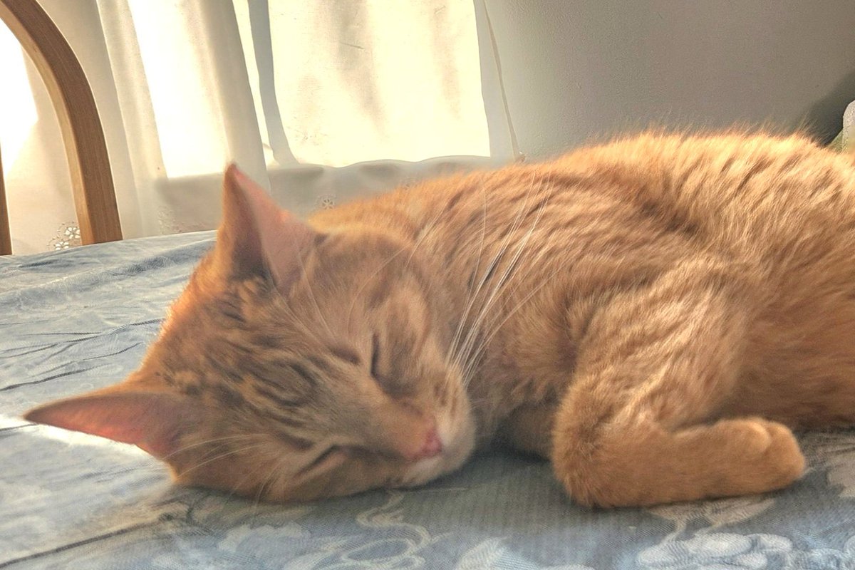 Good #FelineFatiguedFriday morning. It's a new month, a rainy day, and a cool 65°...a purr-fect day for snoozing. So, he was told nothing. Have a fantastic day!