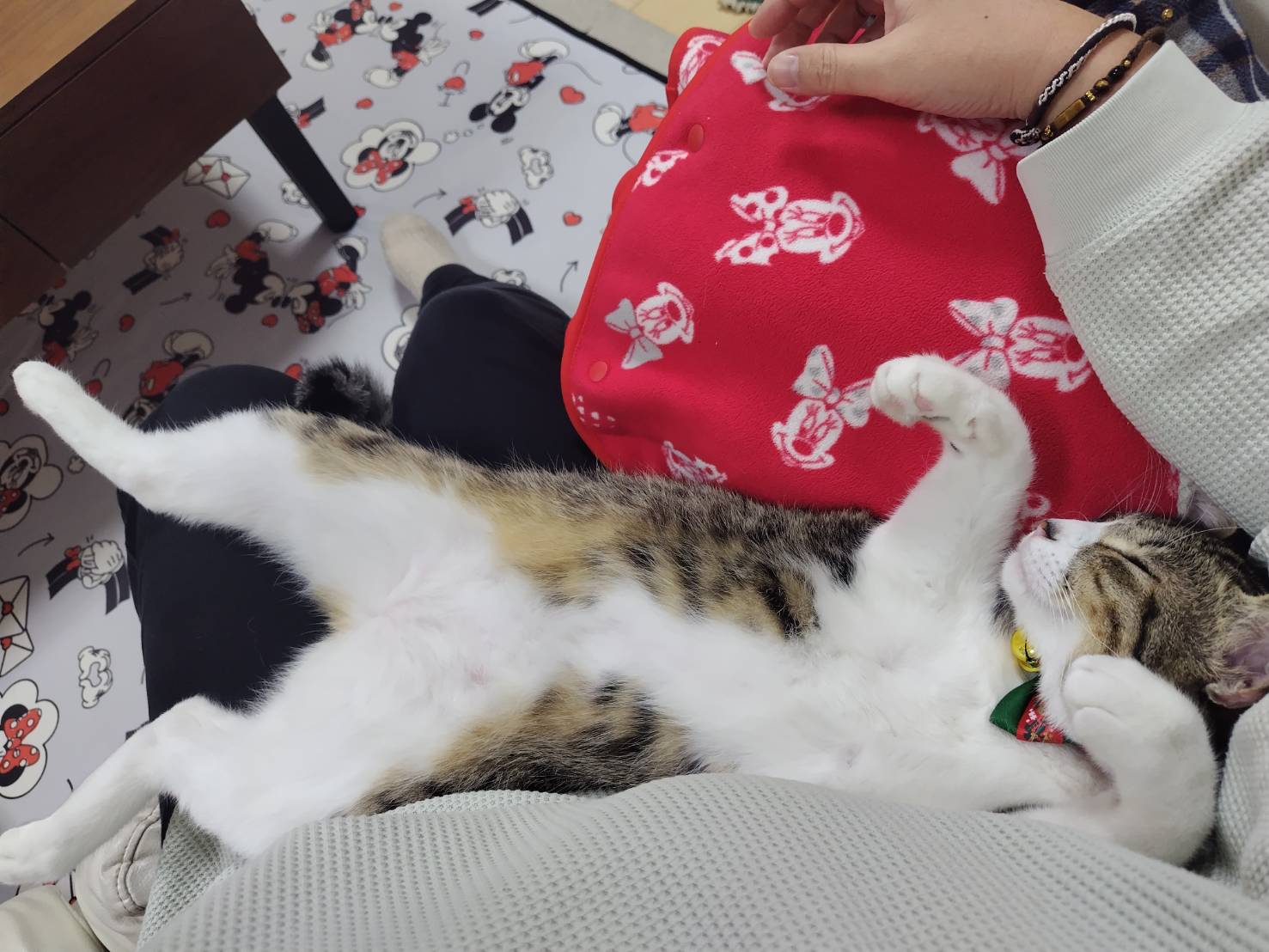 ねこ♡ のび〜〜〜〜〜〜っ✨ Big stretch🐾 Swipeしてね