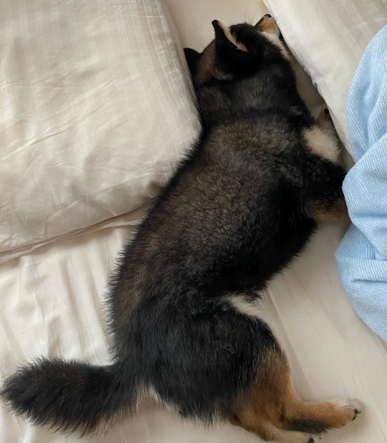 Kotanosuke tweet media