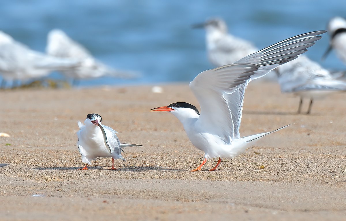Dennis Morrison (@denmor77) on Twitter photo American Black Tern from yesterday am (31st July) at JMCP. Flew out to sea at 7am after 2 Arctic Skuas chased everything off Spike Island and never returned till 09:30 <a href="/birdinglothian/">Birding Lothian</a> American Black Tern from yesterday am (31st July) at JMCP. Flew out to sea at 7am after 2 Arctic Skuas chased everything off Spike Island and never returned till 09:30 <a href="/birdinglothian/">Birding Lothian</a>