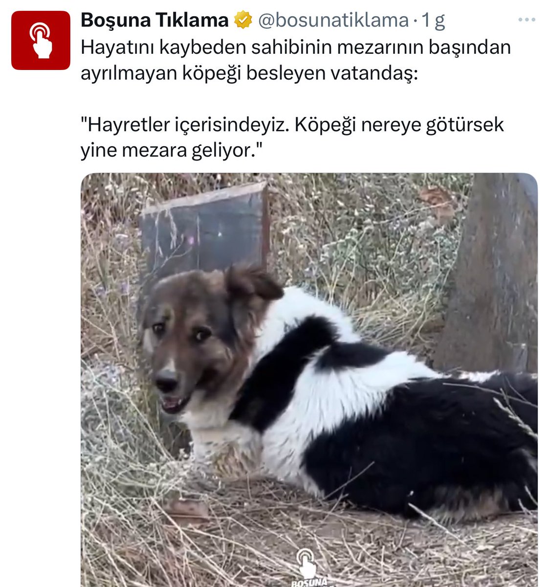 BARINAĞA KAPATMIŞLAR ❗️

Mezarlıkta sahibinin acısını yaşayan köpeği sahibinin mezarından alıp barınağa götürmüşler… 

HAYVAN ZATEN DEPRESYONDA ÜSTÜNE HAPİS EDİLDİ !!

Merhametli Türkiyeyi gözünü kan vahşet bürümüş hayvan düşmanı merhametsiz bir Türkiye haline getirdiler. . .