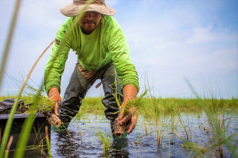 WetTribe's tweet image. Marine forests like mangroves and seagrass plains absorb up to 5 times more carbon than terrestrial forests, and also lower ocean acidification in adjacent waters. #WetTribe #TidetotheOcean #FridayFieldUpdate #CarbonSequestration 🔬🌊 🌿🌱🌳🪸 🌡️