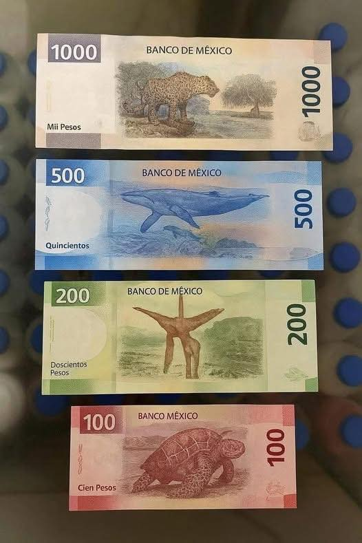 AlanSteveNC's tweet photo. Así como trates los billetes mexicanos te irá en agosto. ☺️ https://t.co/yBJ5JPQGD8