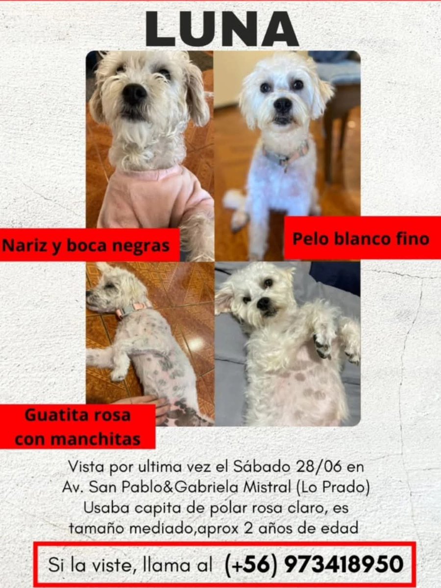 LORE TIN (@todopormiperro) on Twitter photo 