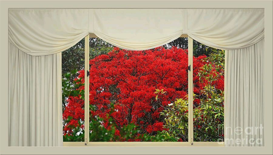 KayeMenner's tweet image. #Vibrant #Red #Blossoms #Window #View by Kaye Menner #Photography Wide variety #Prints &amp;amp; lovely #Products at:  

buff.ly/5V4uldj

#flametree #windowview #curtains #homedecor #giftideas #wallartforsale #Art #artforsale #BuyIntoArt #AYearForArt #Artist #FineArtAmerica