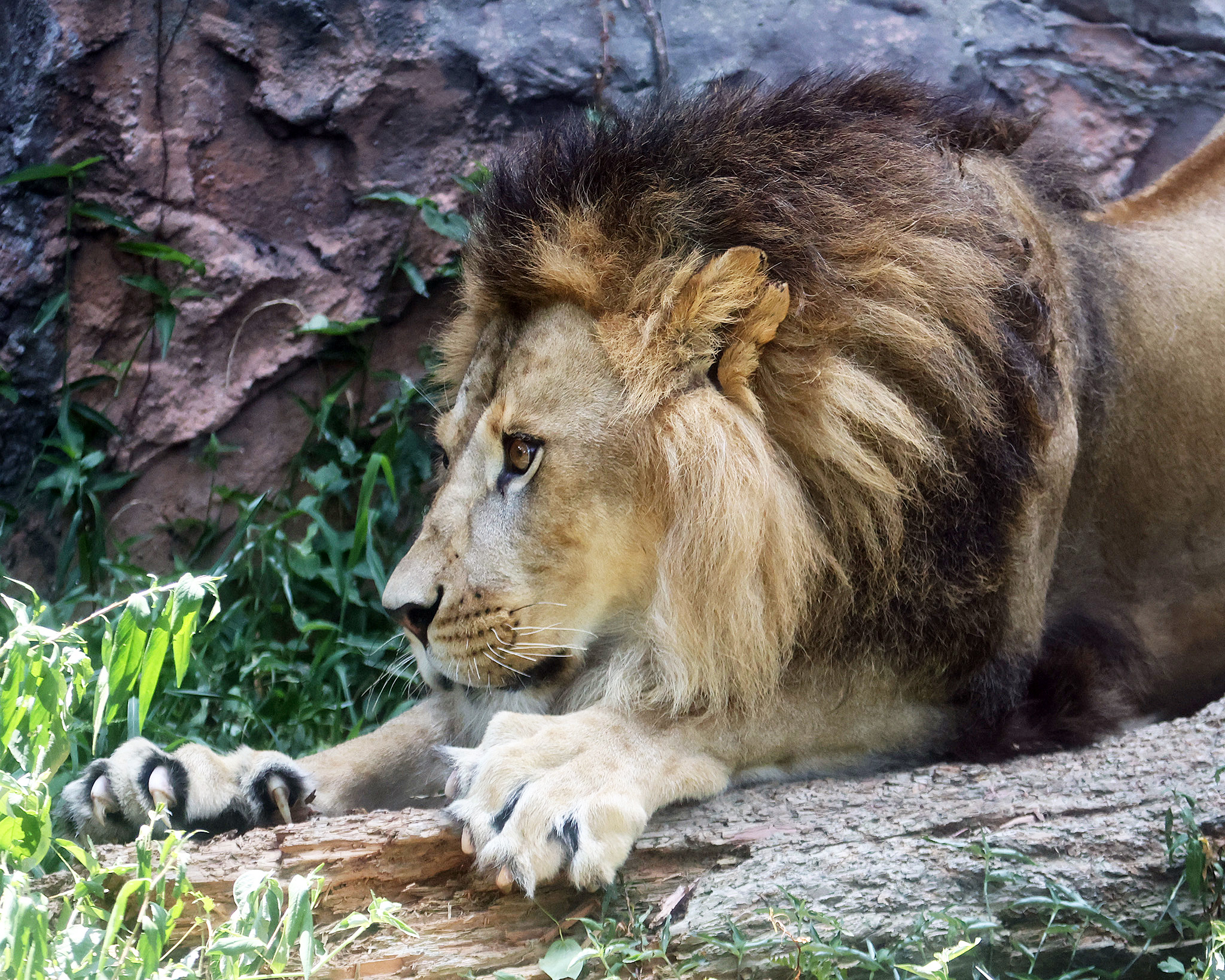 迫力あるライオン 千葉市動物公園】迫力あるライオンが千葉でも見られますよ！孫