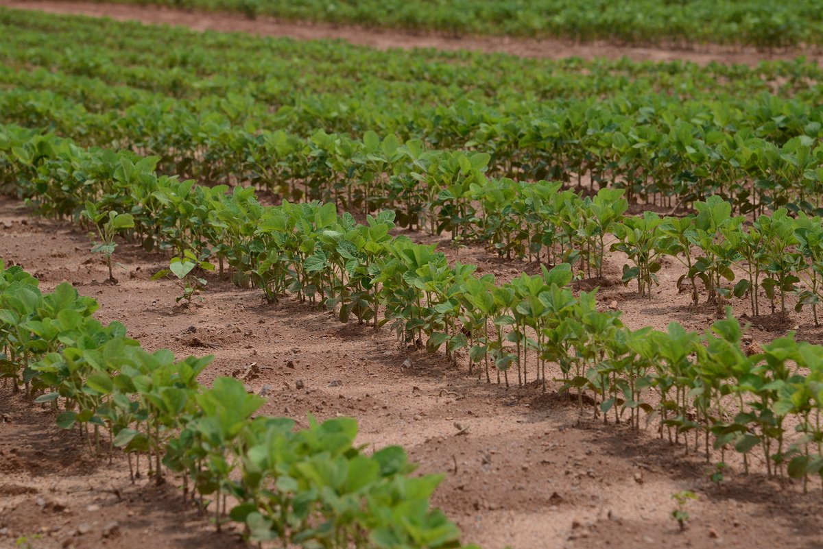 SoybeanResearchInfoNetwork (@soyresearchinfo) on Twitter photo One soybean recommendation can’t fit every field. <a href="/NCStatesoybeans/">NC State Soybean Extension</a> of <a href="/CropAndSoil/">NC State Crop & Soil Sciences</a> and <a href="/NC_PSI/">N.C. Plant Sciences Initiative</a> are combining years of field trials with machine learning to create a planting decision tool, with support from <a href="/ncsoybeans/">NC Soybean Producers Association</a> and <a href="/NCStateDSA/">NC State Data Science Academy</a>. #USSoy bit.ly/4d2pDJk One soybean recommendation can’t fit every field. <a href="/NCStatesoybeans/">NC State Soybean Extension</a> of <a href="/CropAndSoil/">NC State Crop & Soil Sciences</a> and <a href="/NC_PSI/">N.C. Plant Sciences Initiative</a> are combining years of field trials with machine learning to create a planting decision tool, with support from <a href="/ncsoybeans/">NC Soybean Producers Association</a> and <a href="/NCStateDSA/">NC State Data Science Academy</a>. #USSoy bit.ly/4d2pDJk