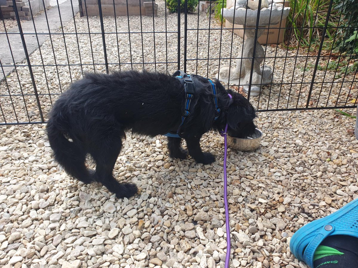 Very happy to say Otto has arrived safe and sound. 

His foster says he's shellshocked. He had a good drink and ate a couple of small bits of cheese on the floor 🙂 But then wanted to hide under a hedge so she took him inside and popped him in his den. A bit of woofing from her