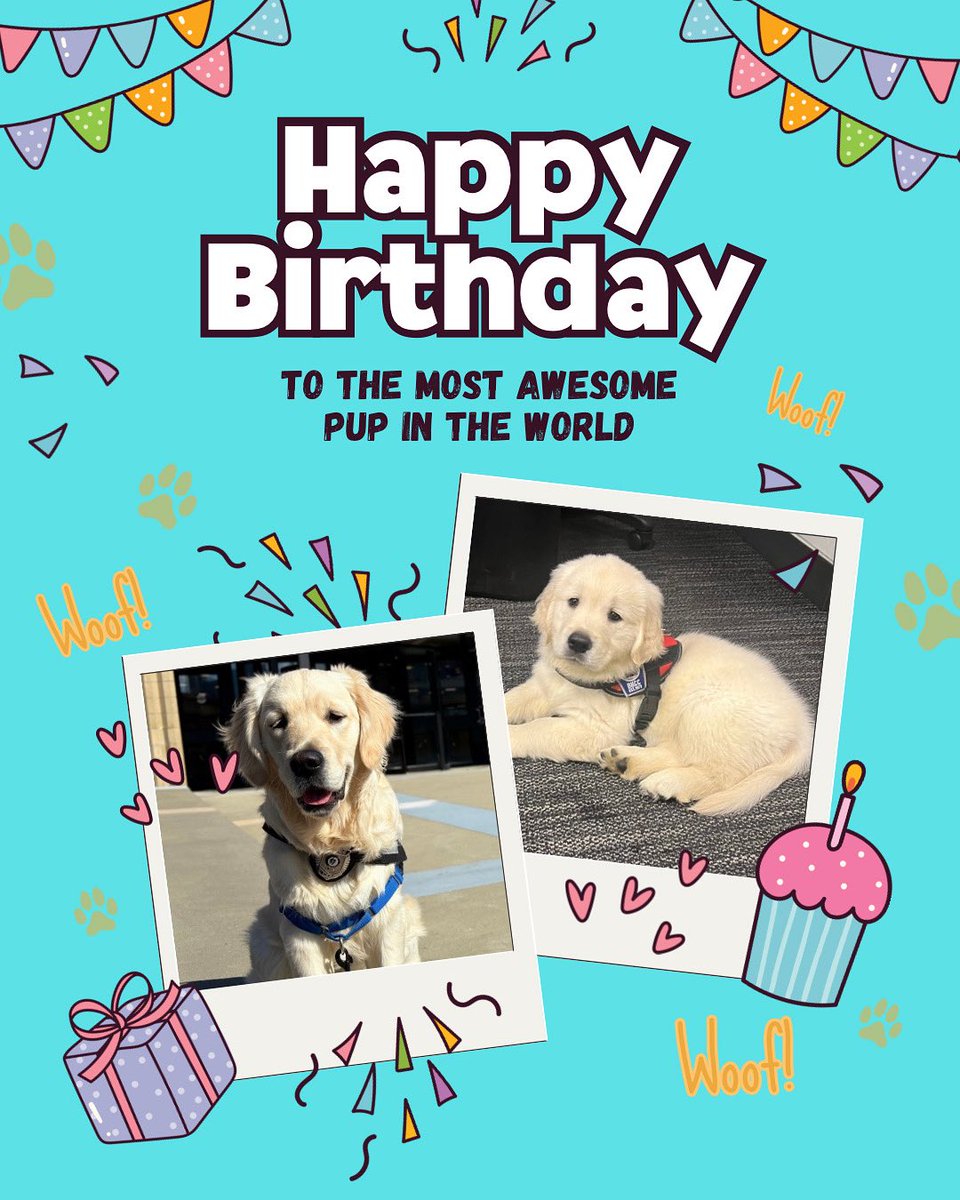 BHCC Police Department (@bhccpd) on Twitter photo Happy Birthday @officer_wiley_bhccpd We can’t believe you are One! #birthday #comfortdog #officerwiley #bhcc #bhccpd Happy Birthday @officer_wiley_bhccpd We can’t believe you are One! #birthday #comfortdog #officerwiley #bhcc #bhccpd