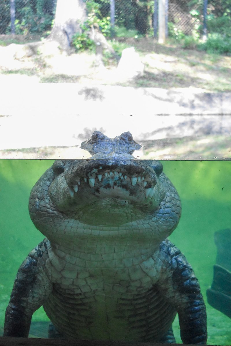 Big Al loves to show off his pearly whites! 🐊

Did you know American alligators can go through 3,000 teeth in a lifetime! As their teeth wear down or fall out, they are replaced.