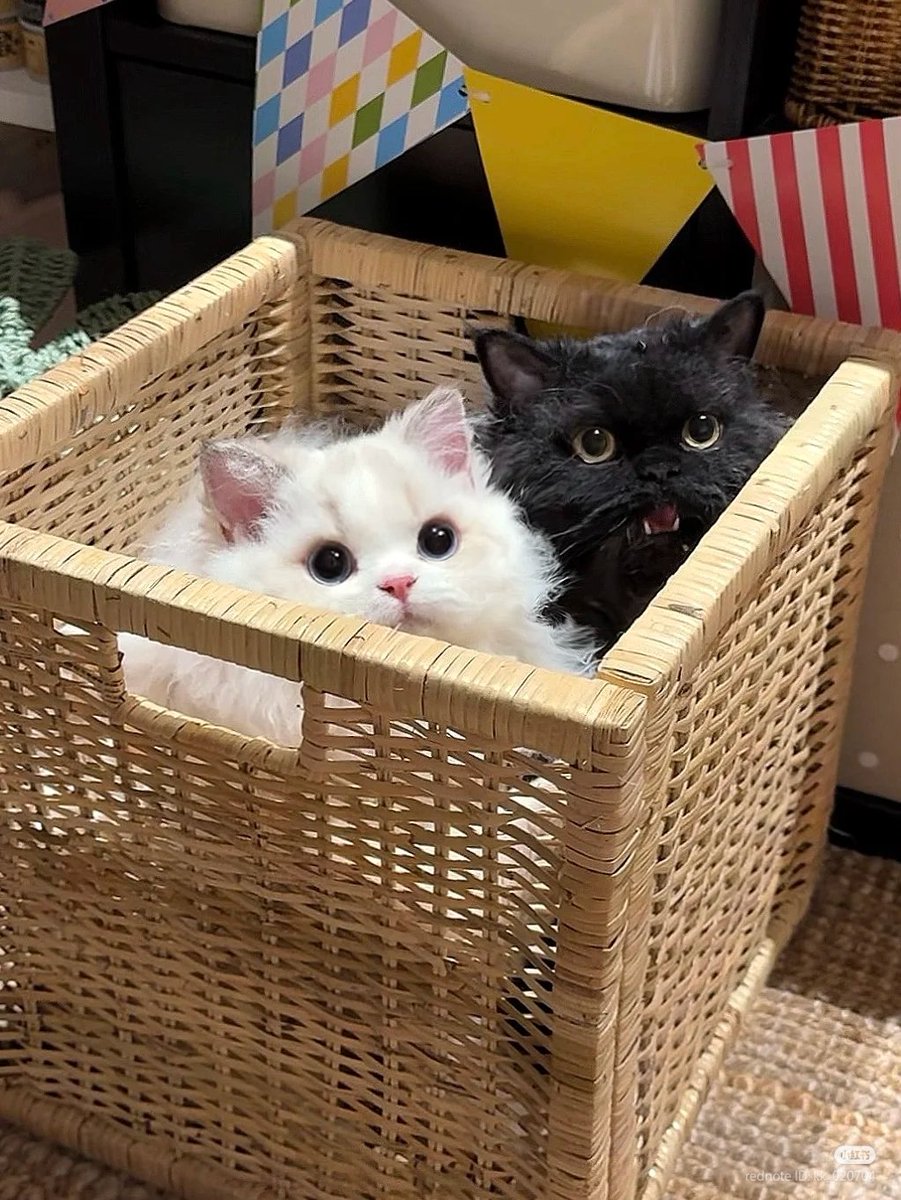 nocontextscats's tweet image. 💞💞💞