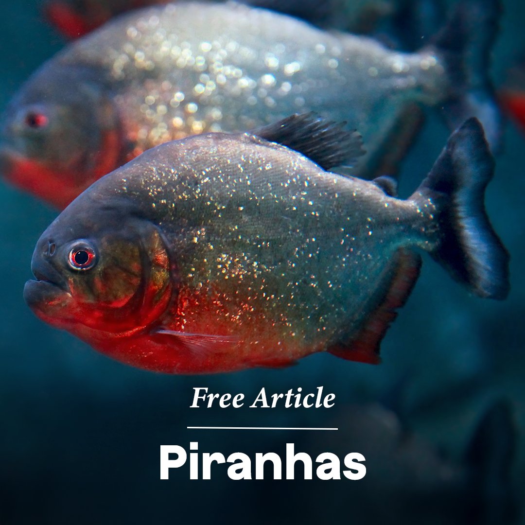 #Piranhas ancestors date back 25 million years🩸🐟 Their diet includes mainly #fish, insects, and some plant life. They aren’t especially interested in attacking people, unless their eggs are disturbed. Then, watch out! 

Read more: online.kidsdiscover.com/unit/standalon…