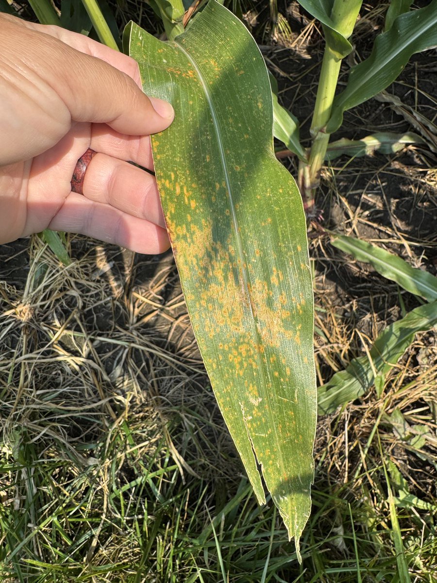 Corn diseases becoming easy to find