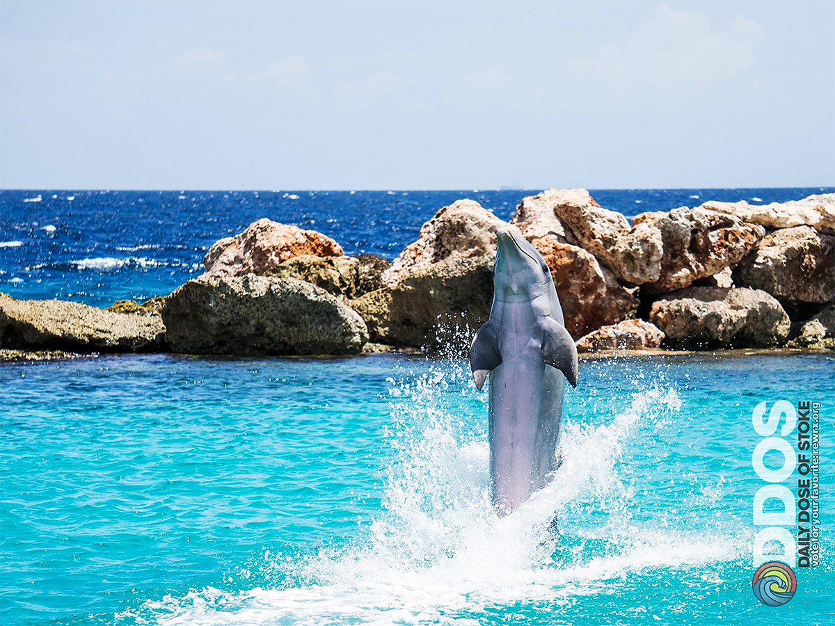 getrewrx's tweet image. Daily Dose Of Stoke
Check out rewrx.org/ddos – choose your favorites and share your own epic shots with us!
#DailyDoseOfStoke #DDOS #Cardano #rewrx #stoked