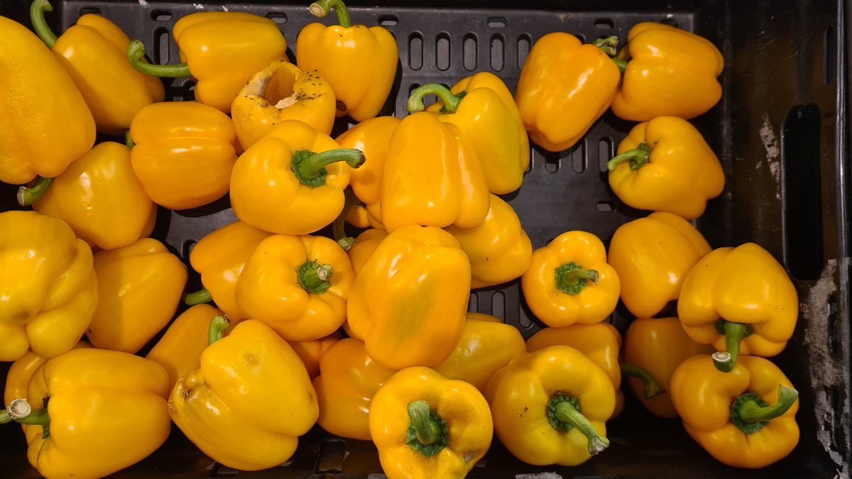 MagnusModestus's tweet photo. @sainsburys the absolute state of the produce in your Exeter Guildhall store. Completely rotten peppers and (though they don't photograph well) unsurprisingly a swarm of flies hanging around. Utterly disgusting! https://t.co/mDcdfrKMYC
