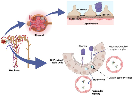 JCM_MDPI's tweet photo. #mdpijcm
#HighlyReviewed
Albuminuria, Forgotten No More: Underlining the Emerging Role in CardioRenal Crosstalk
🎯https://t.co/0pspqOk65B
👥@Tubulocentric @NephroNess
@MediPharma_MDPI https://t.co/qbxpEfKGXb