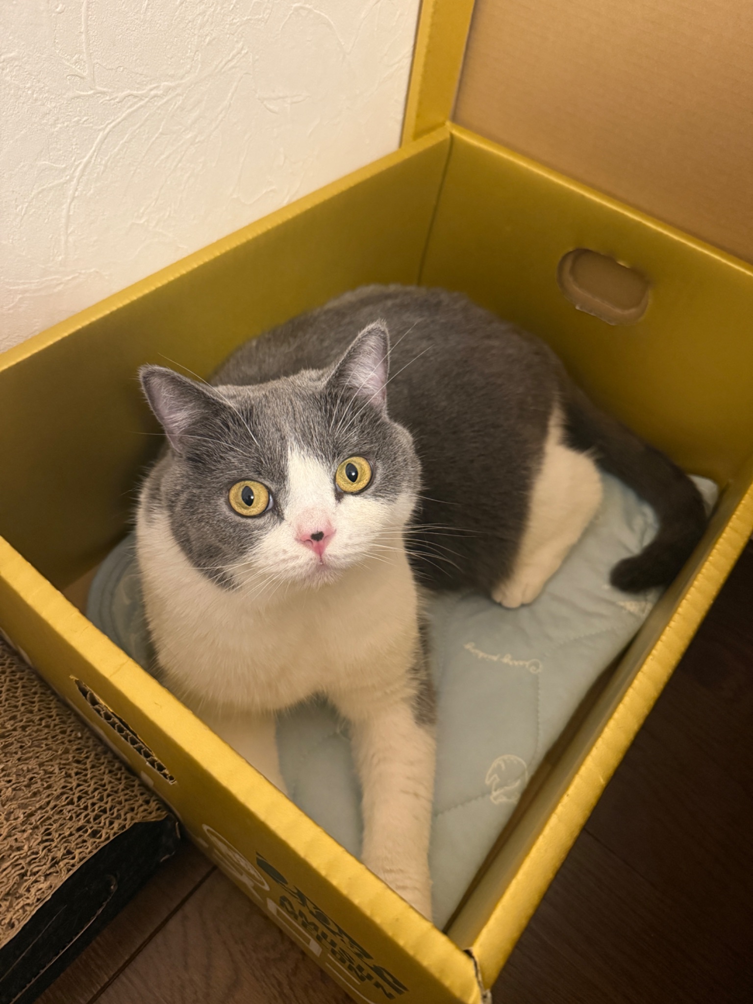 その他 NEKO よねこ on X: 