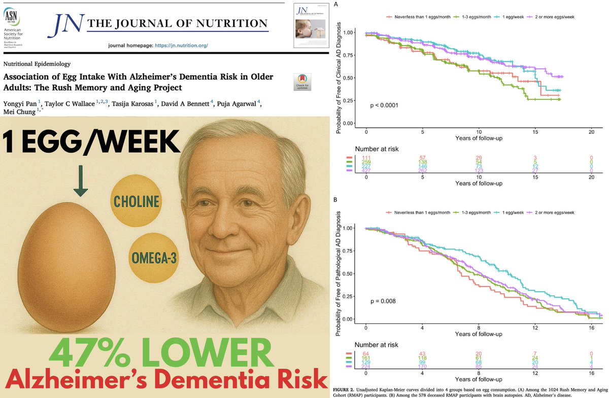 🚨STUDY: Just ONE Egg a Week Slashes Alzheimer’s Risk by Nearly HALF

🥚Minimal egg consumption cuts dementia risk by 47% and reduces Alzheimer’s brain pathology at autopsy — mainly due to choline, omega‑3s, and lutein:

📍1,024 older adults studied over 6.7 years

📍47% lower