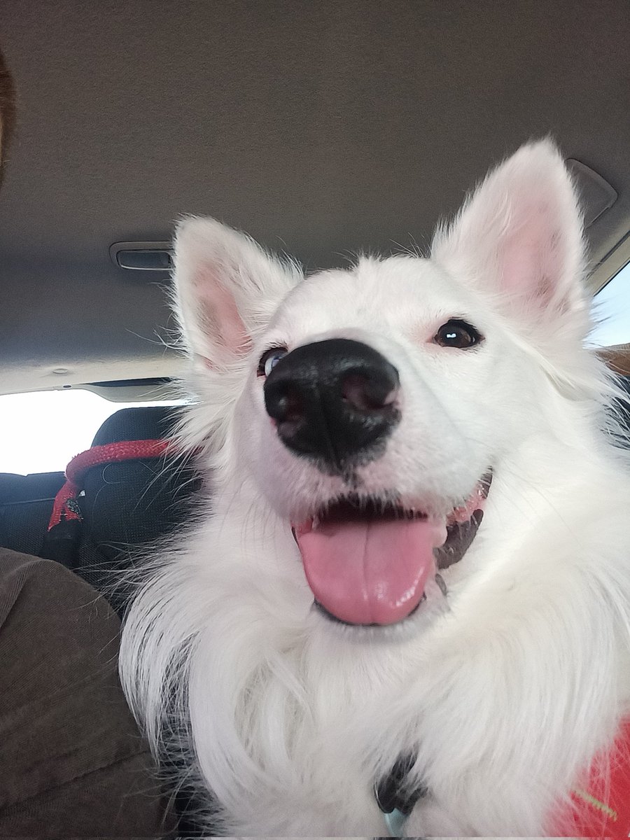 Ardo (@ardo_lol) on Twitter photo 