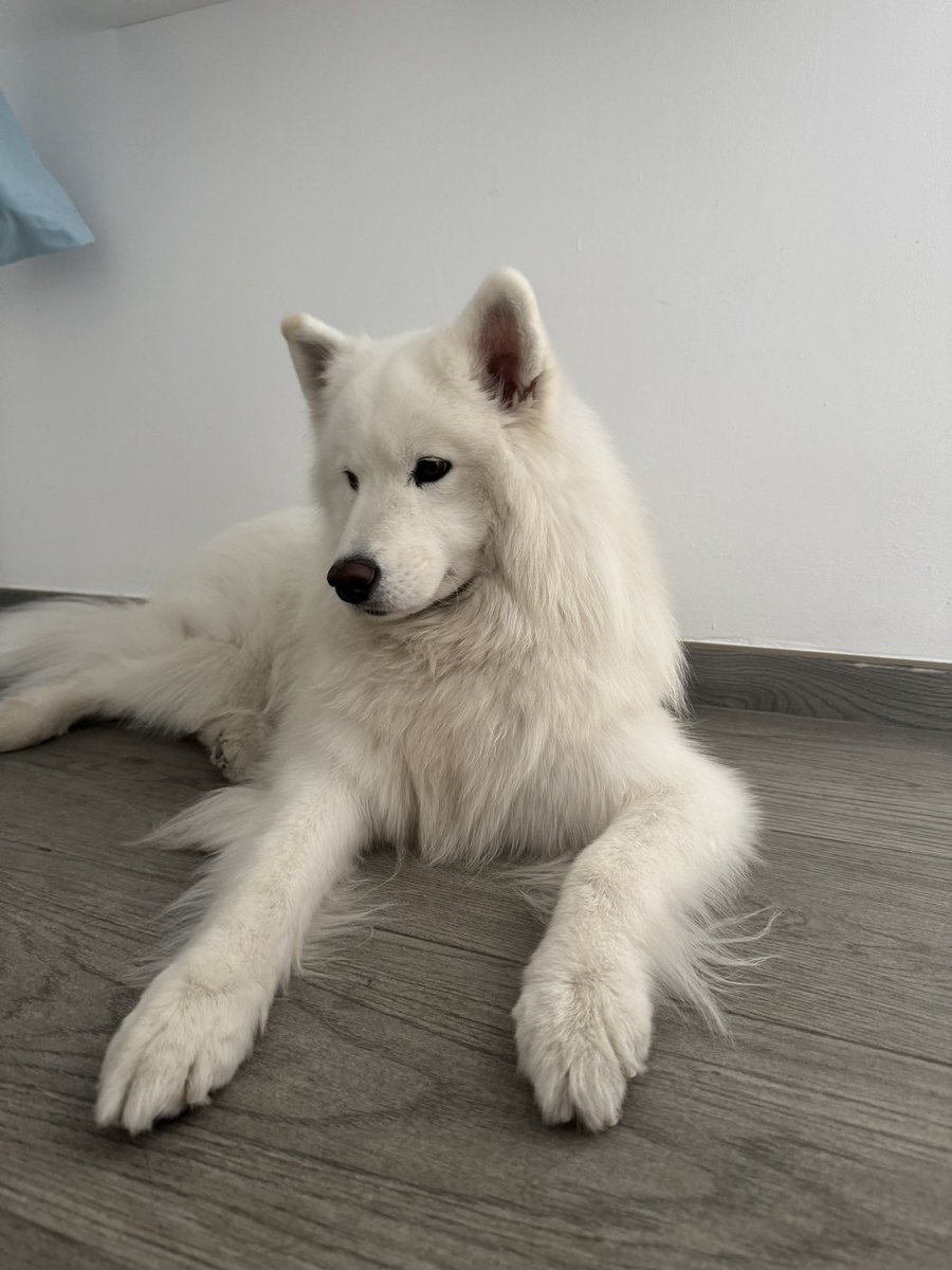 🌸 ѕαяαиιтα 🌸 tweet media