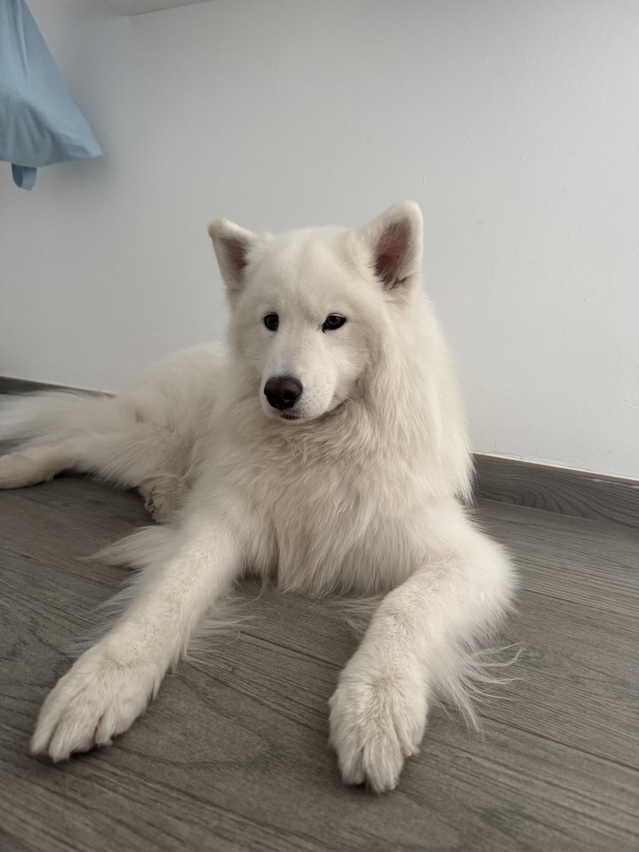 🌸 ѕαяαиιтα 🌸 tweet media