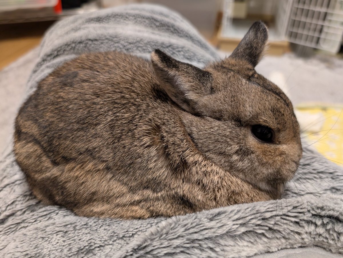 いもぴが10時5分をお知らせしてました