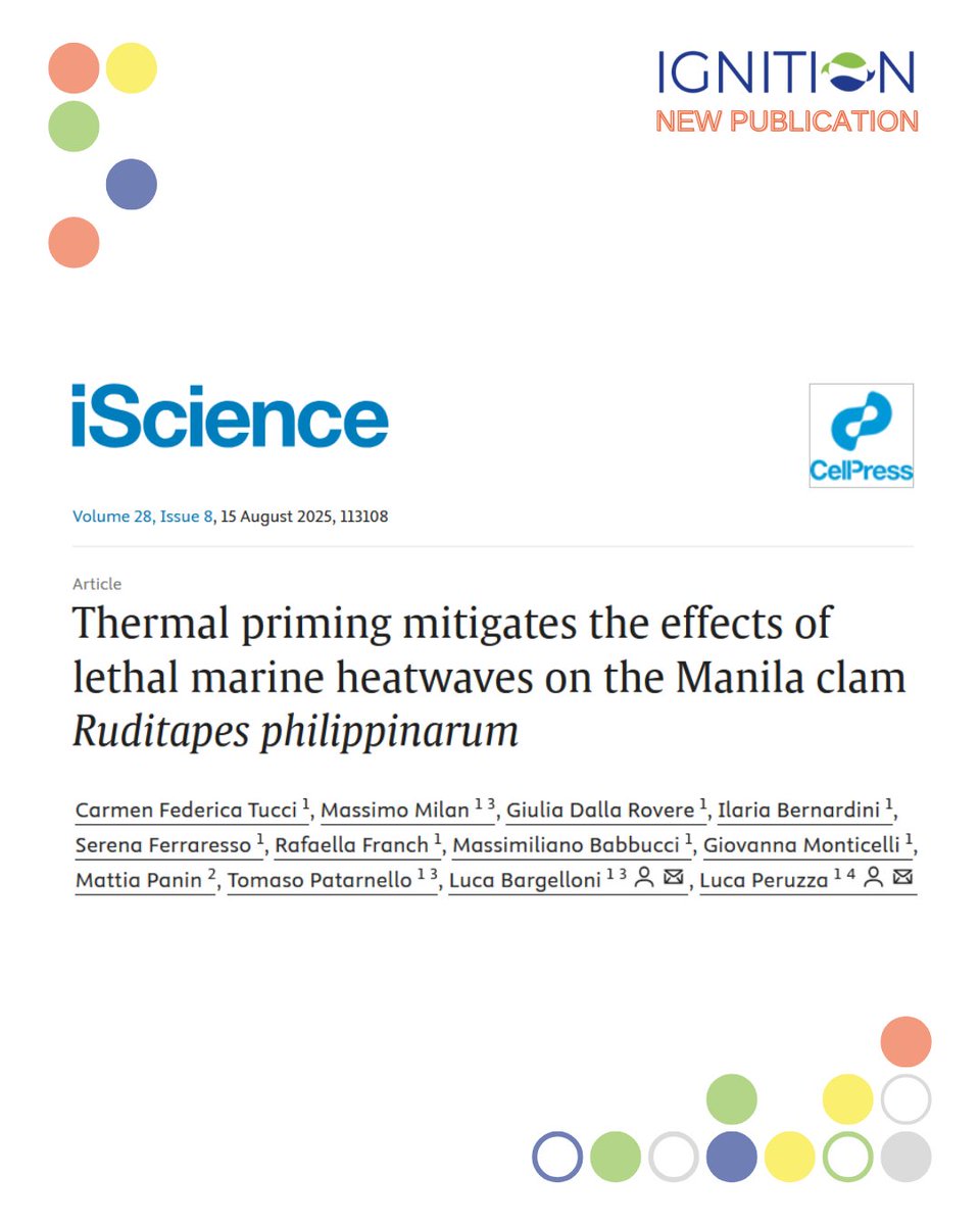 IGNITION (@ignition__eu) on Twitter photo 🐚 Our new study shows thermal priming boosts Manila clam survival during lethal marine heatwaves — with effects lasting over a month!
📘 "Thermal priming mitigates the effects of lethal marine heatwaves on the Manila clam (Ruditapes philippinarum)"
📜 doi.org/10.1016/j.isci… 🐚 Our new study shows thermal priming boosts Manila clam survival during lethal marine heatwaves — with effects lasting over a month!
📘 "Thermal priming mitigates the effects of lethal marine heatwaves on the Manila clam (Ruditapes philippinarum)"
📜 doi.org/10.1016/j.isci…