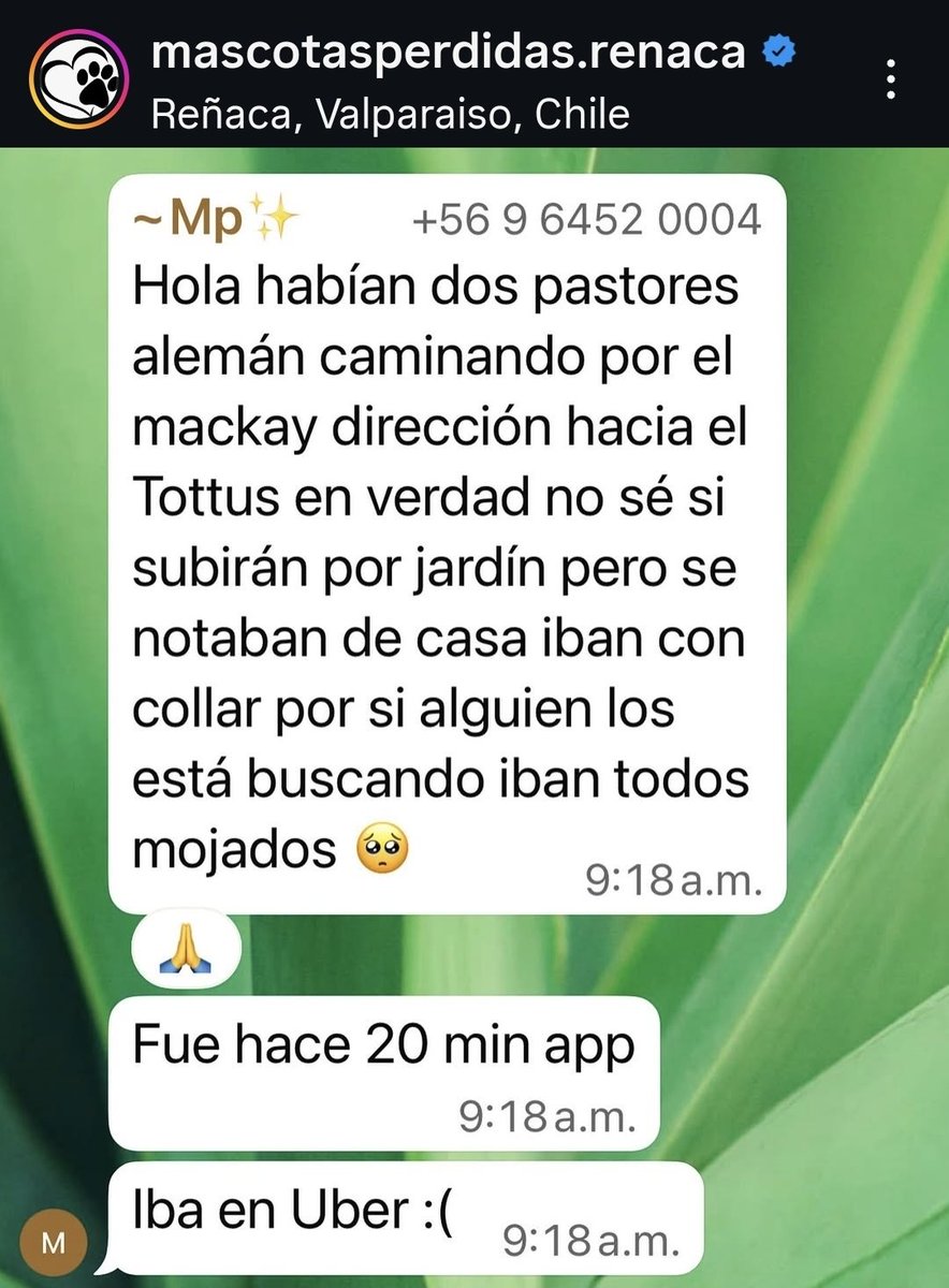 ATENCION REÑACA. SE BUSCA DUEÑO DE 2 PASTORES EXTRAVIADOS. VAN HACIA EL TOTTUS