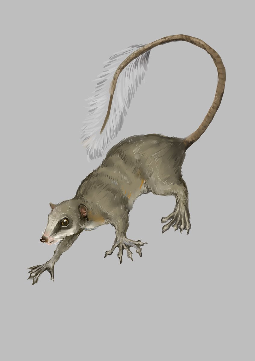 #おっぱいの日 ということでハネオツパイ。ツパイの仲間、登攀目は進化の枝の中でもかなり霊長目に近い所に位置してます。なかでもこのハネオツパイは独特で、夜行性でなんと酒を飲んで暮らしています(正確には樹液や花蜜が発酵したものを摂取しています。ちなみにアル中にはならないそうです)。 