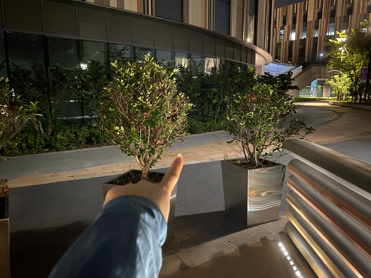 _Zea_Zed_'s tweet photo. i just walked through between these two plants few seconds ago, so there’re spider webs on my face right now 

我刚刚走过这俩植物中间，现在脸上是蜘蛛网 https://t.co/kNB0NkudRL