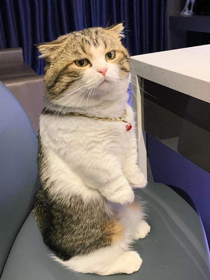 No Context Cats (@nocontextscats) on Twitter photo 
