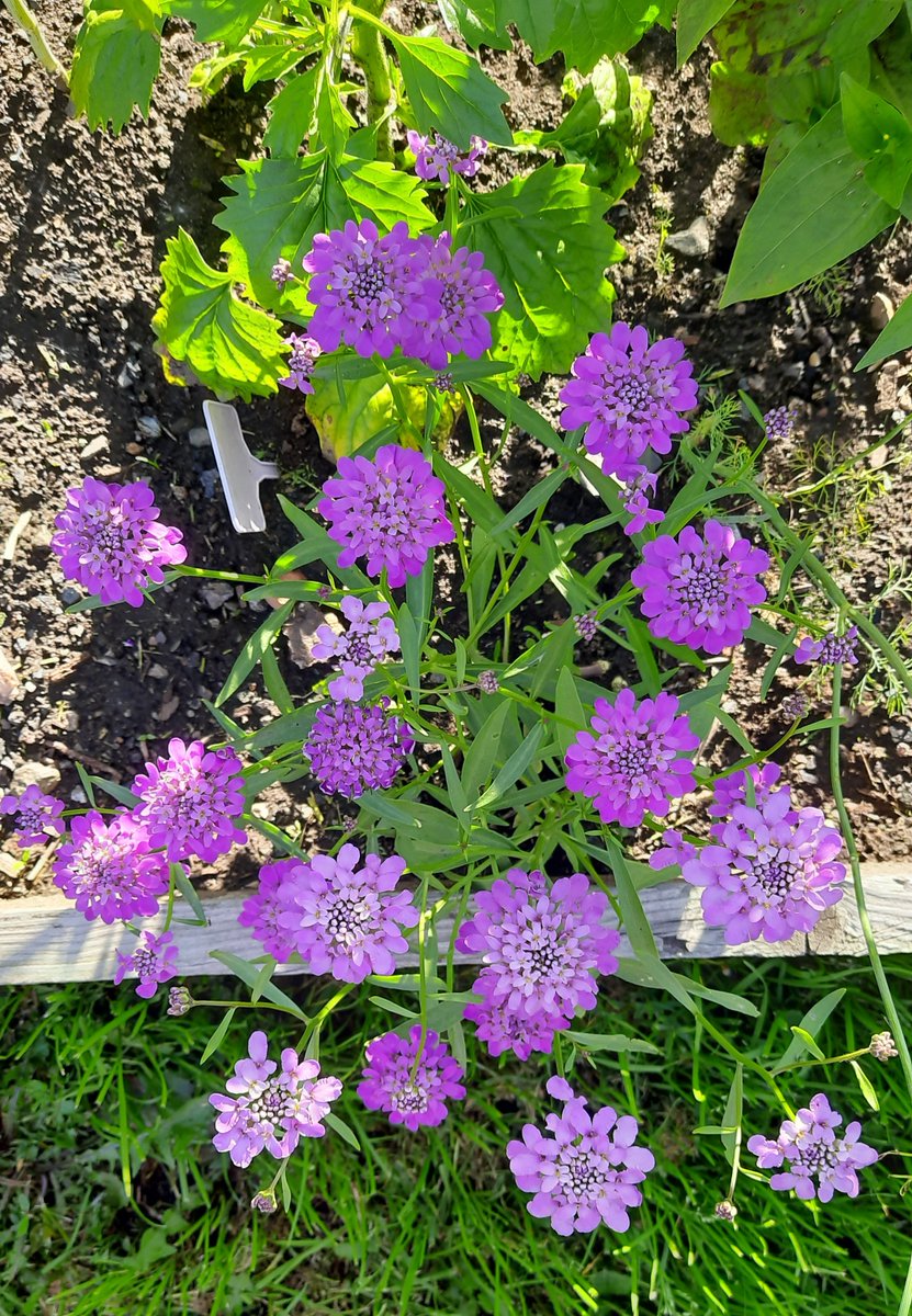 Да, распускается. Симпатичный, мне нравится, и дожди его не испортили. Ещё белый есть.
У нас второй день без дождя. В огороде,к сожалению, грустно: активизировались сорняки, болезни и вредители